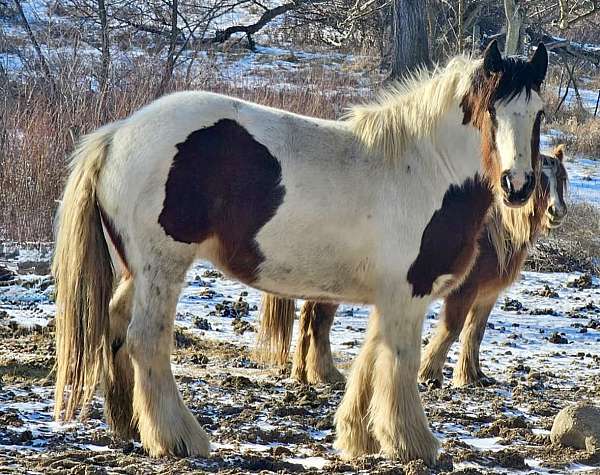 dreams-come-true-gypsy-vanner-horse