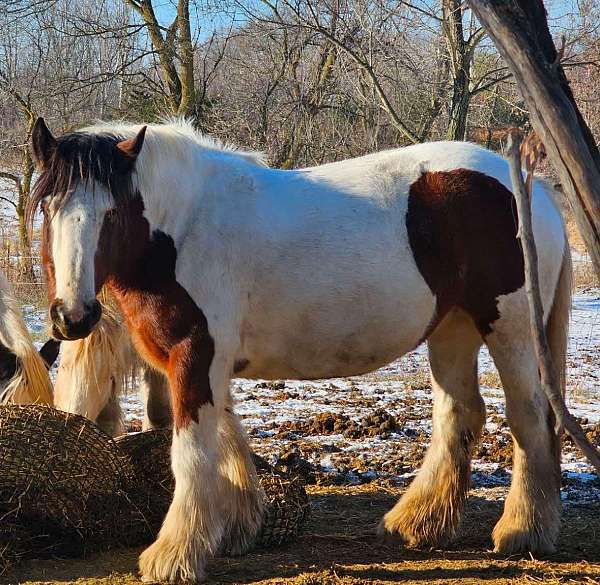 papers-available-gypsy-vanner-horse