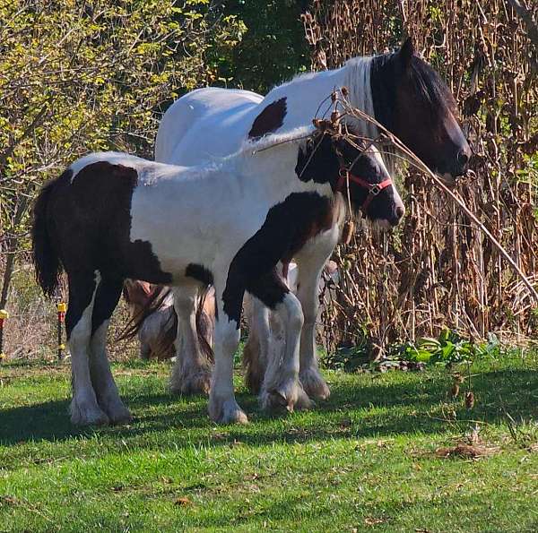 and-easy-to-handle-gypsy-vanner-horse