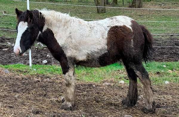 champions-gypsy-vanner-horse