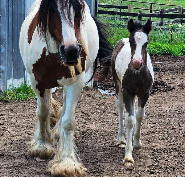 gunner-gypsy-vanner-horse