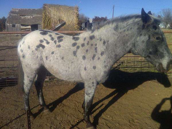 affordable-appaloosa-pony