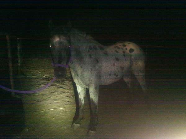 blue-roan-leopard-spotting-pony