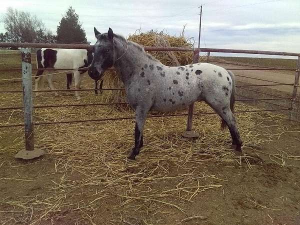 leopard-spotting-pony