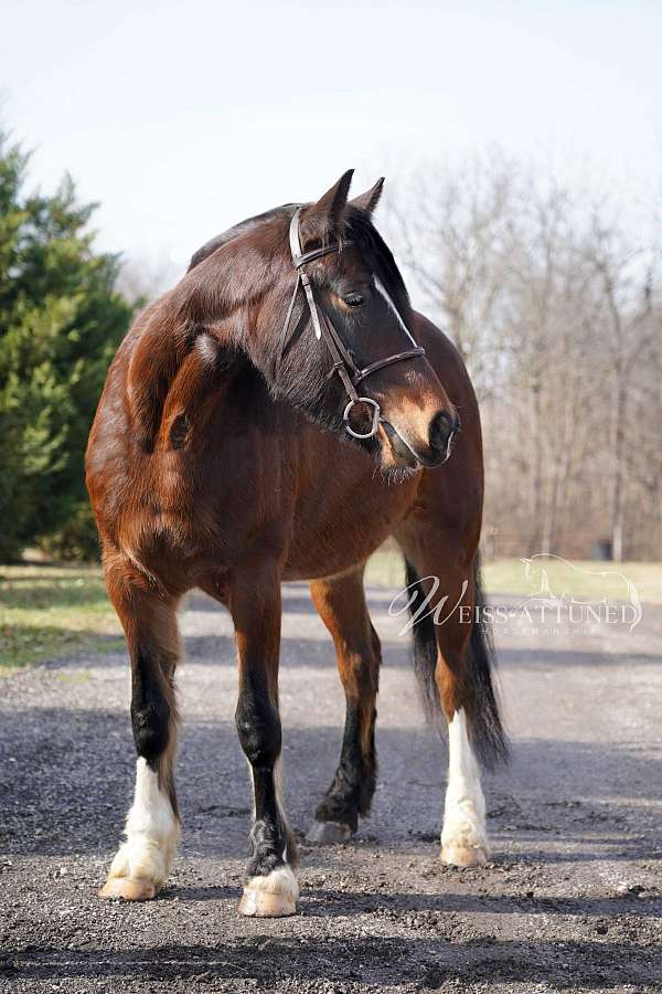 easy-to-manage-gypsy-vanner-horse