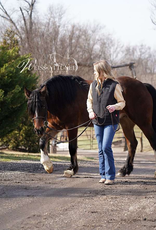 lead-change-gypsy-vanner-horse