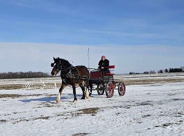 partners-gypsy-vanner-horse