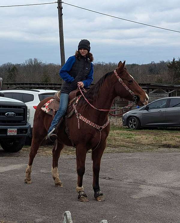 large-rider-quarter-horse