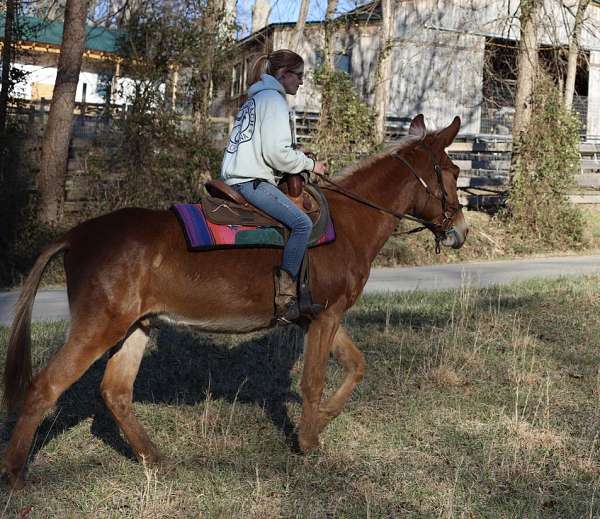 farm-animals-mule