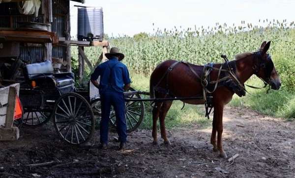 mountain-work-mule