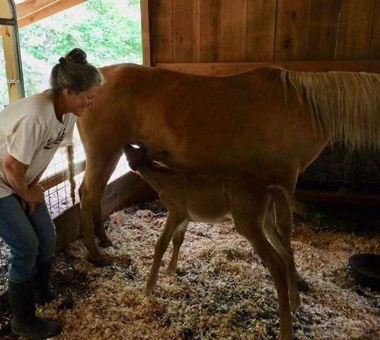 private-trainer-for-over-a-year-while-under-1-yr-old-mule