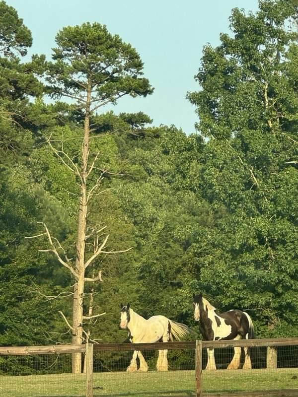 all-around-mare-drum-horse