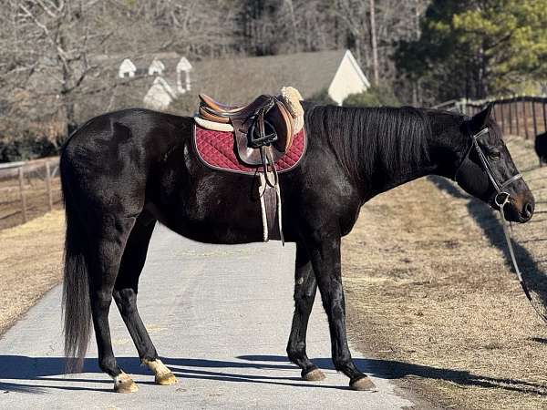 extensive-trail-miles-thoroughbred-horse