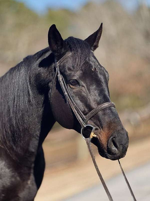 safe-family-thoroughbred-horse