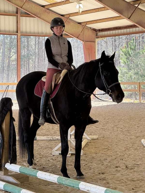 all-around-type-gelding