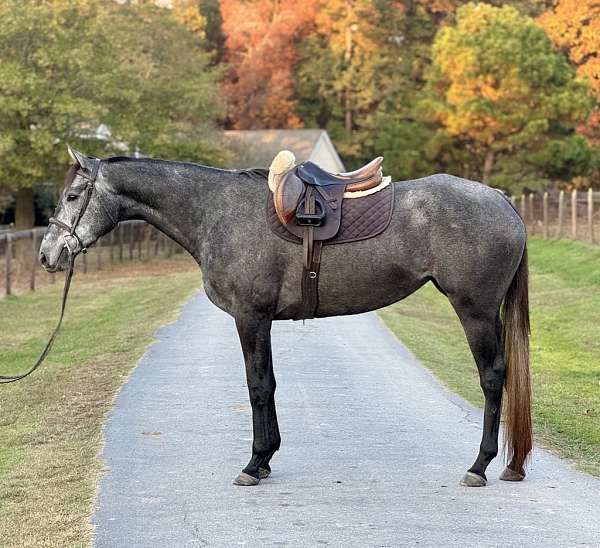 aa-friendly-thoroughbred-horse