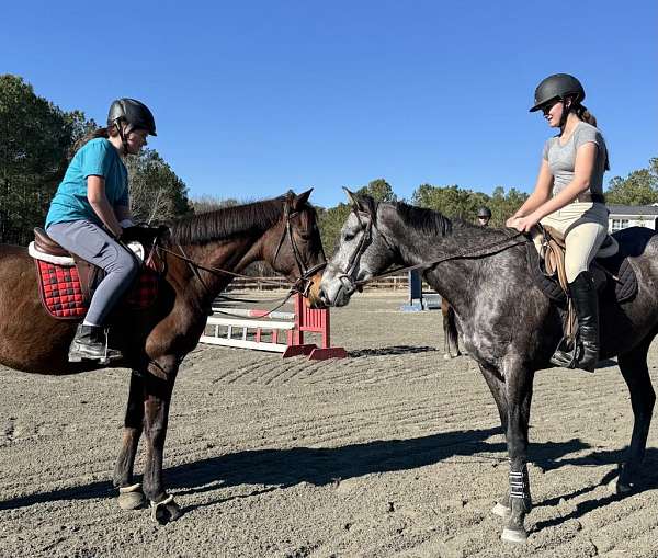 age-thoroughbred-horse