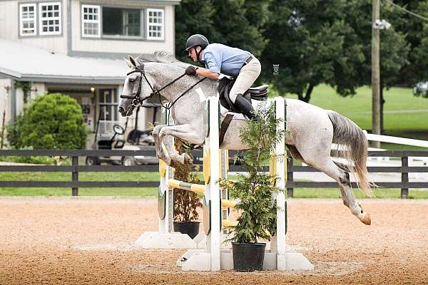 affectionate-warmblood-horse