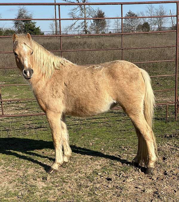 back-shetland-pony