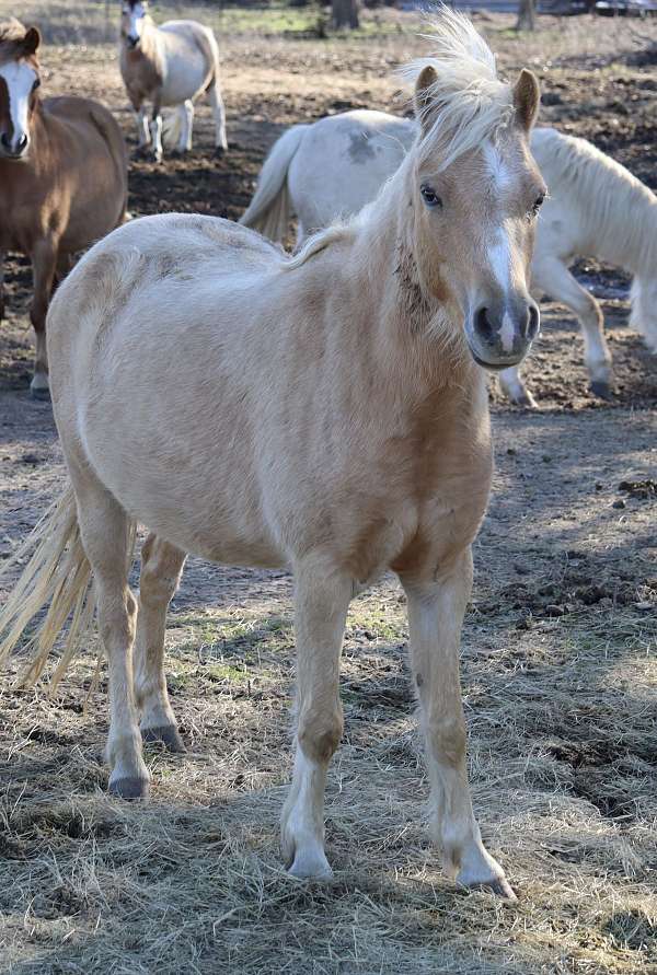 blind-shetland-pony