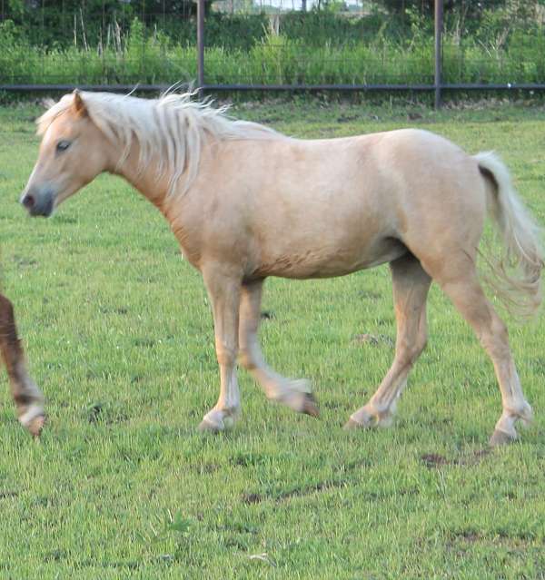 bred-shetland-pony