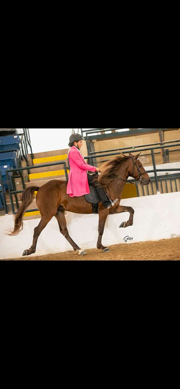 pulls-a-cart-rocky-mountain-horse