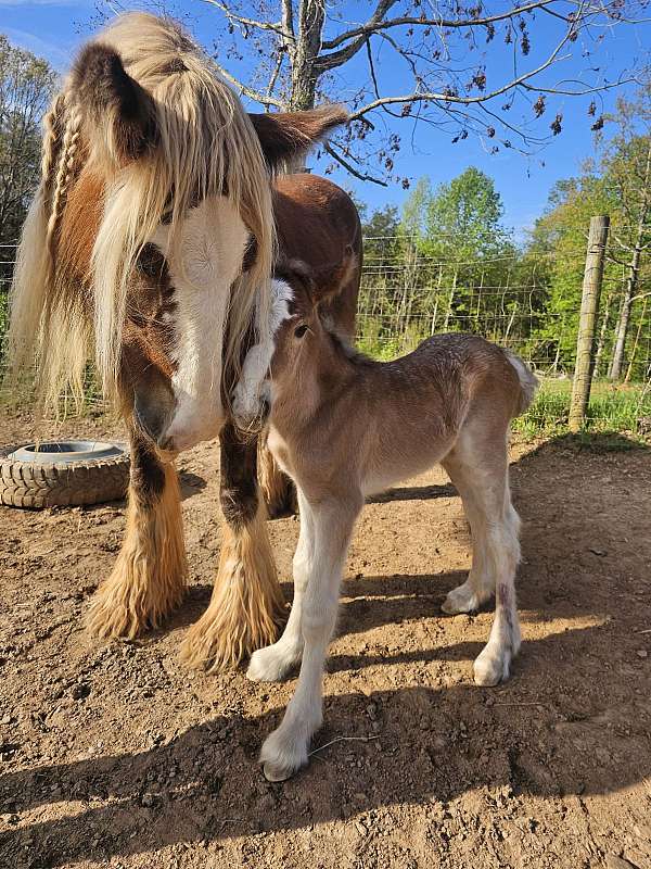 bay-roan-silver-horse