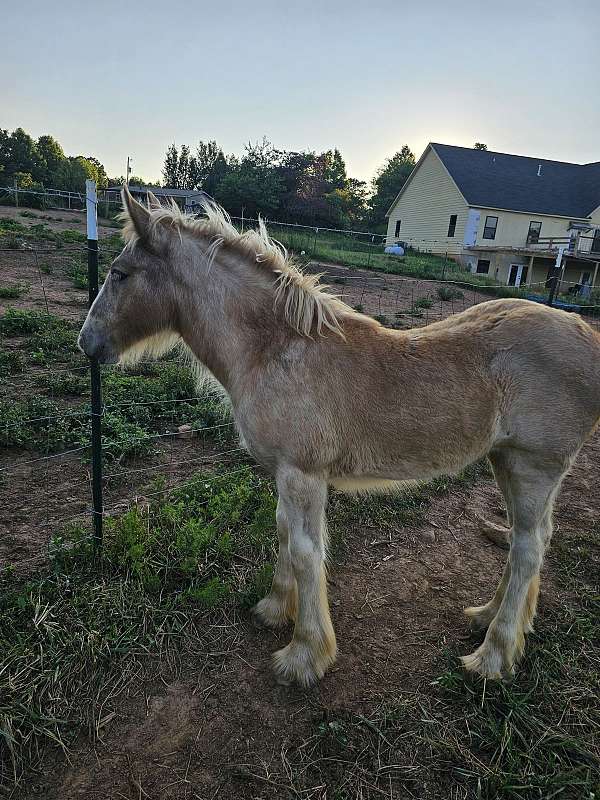 pampered-gypsy-vanner-horse