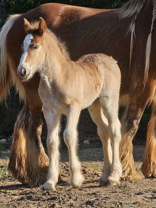 confident-filly