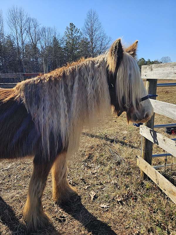 all-gypsy-vanner-horse