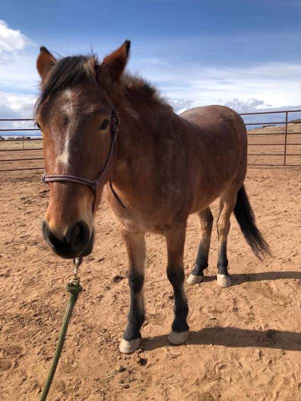 buck-mustang-horse