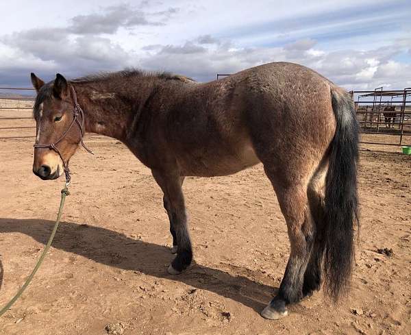 disposition-mustang-horse