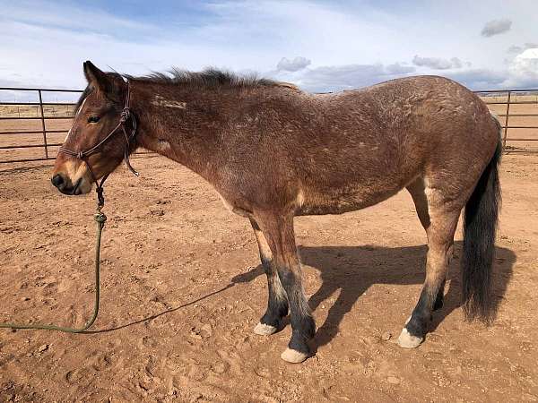 grow-with-mustang-horse