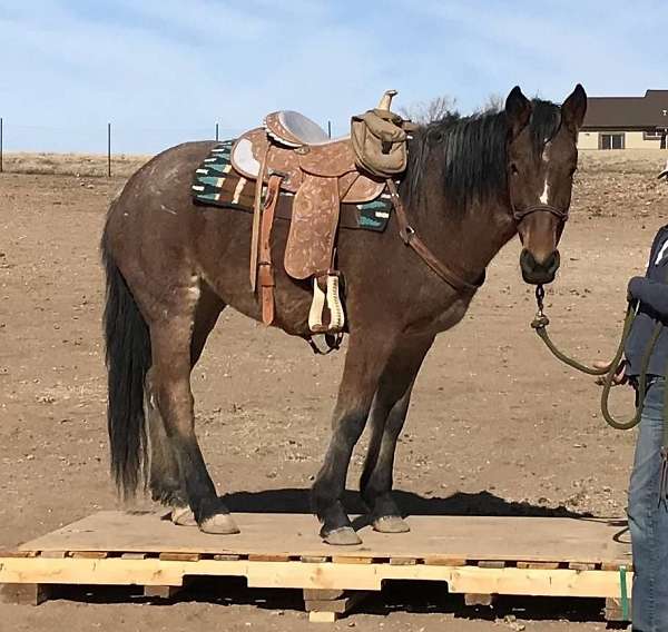 halter-trained-mustang-horse