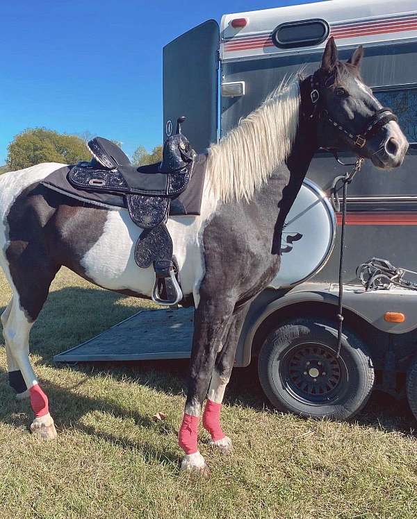 buck-spotted-saddle-horse