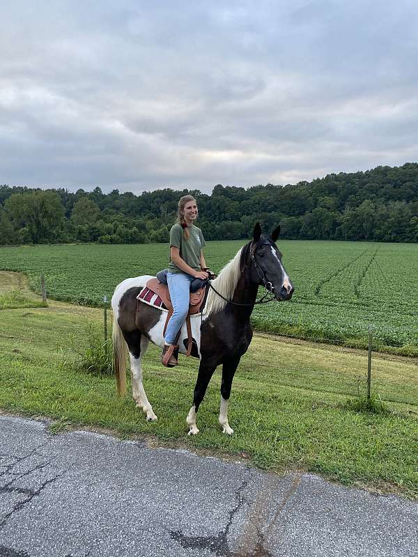 creeks-spotted-saddle-horse