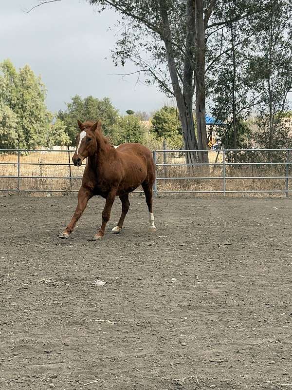 conditioning-appaloosa-horse