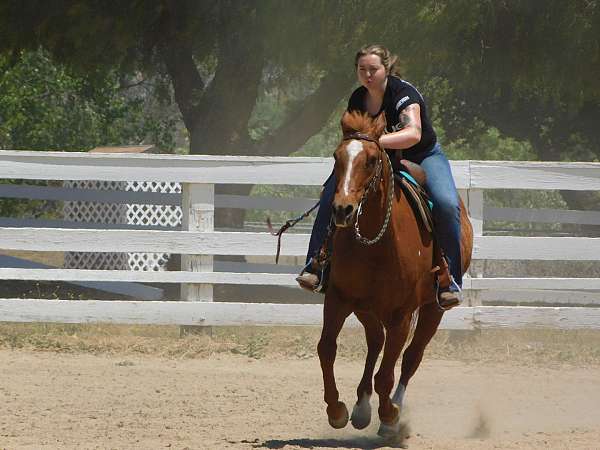 in-hand-appaloosa-horse