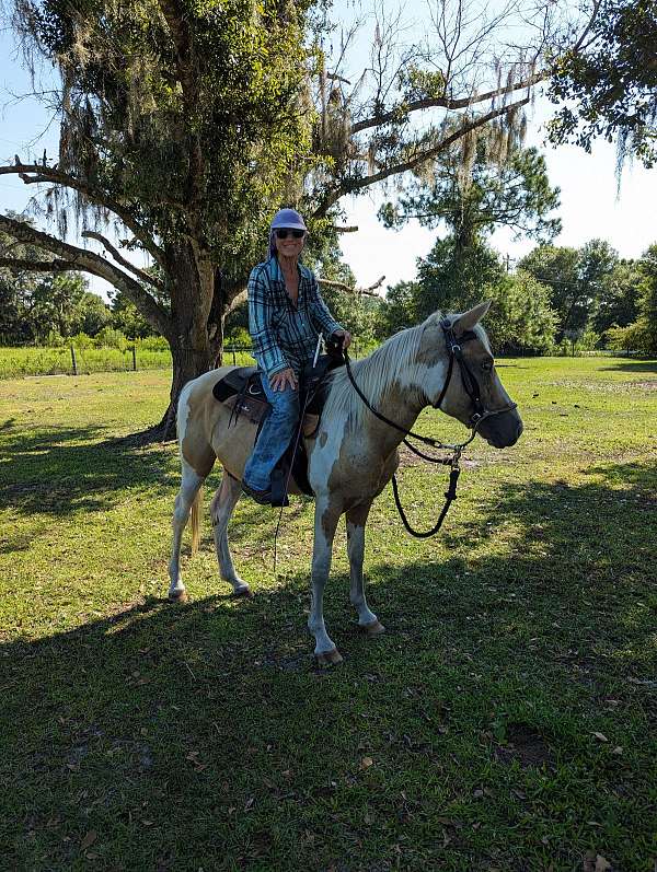 beautiful-quarter-horse