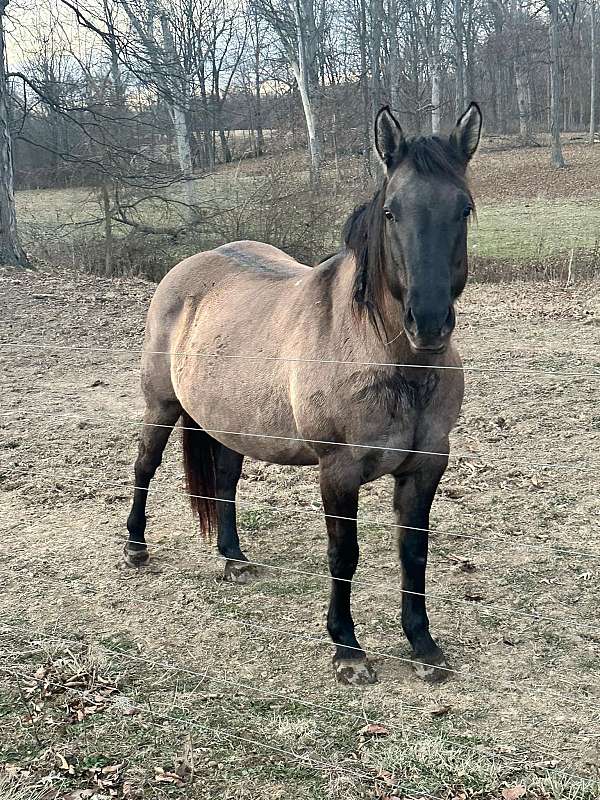 poco-stripe-horse