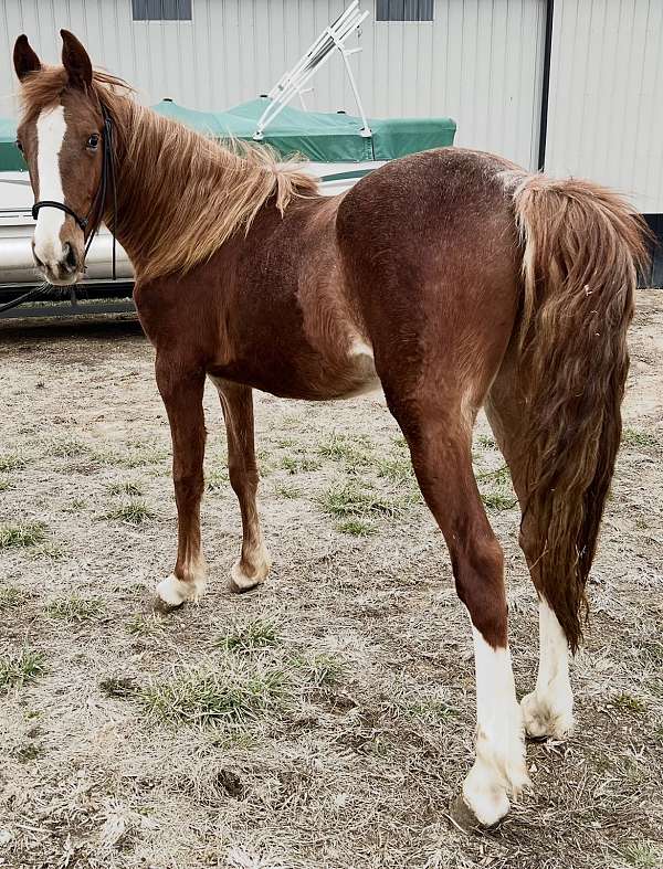 aqha-rocky-mountain-horse