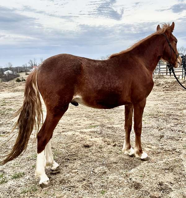 aqha-broodmare-rocky-mountain-horse