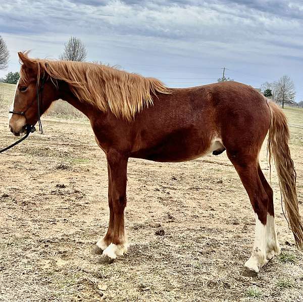 breaking-rocky-mountain-horse