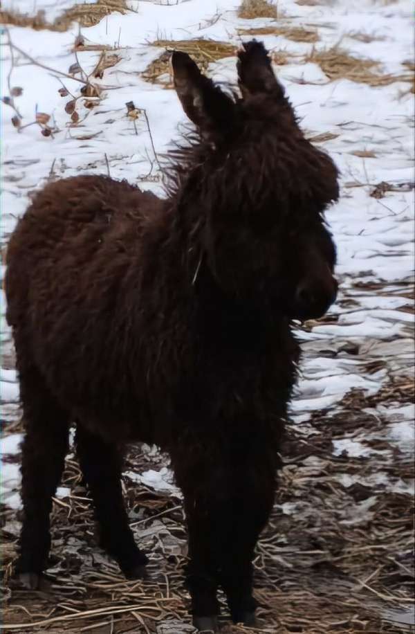 happy-donkey