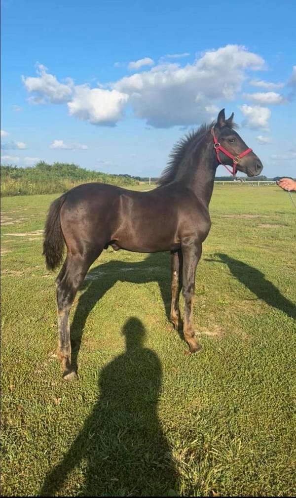 cody-friesian-horse