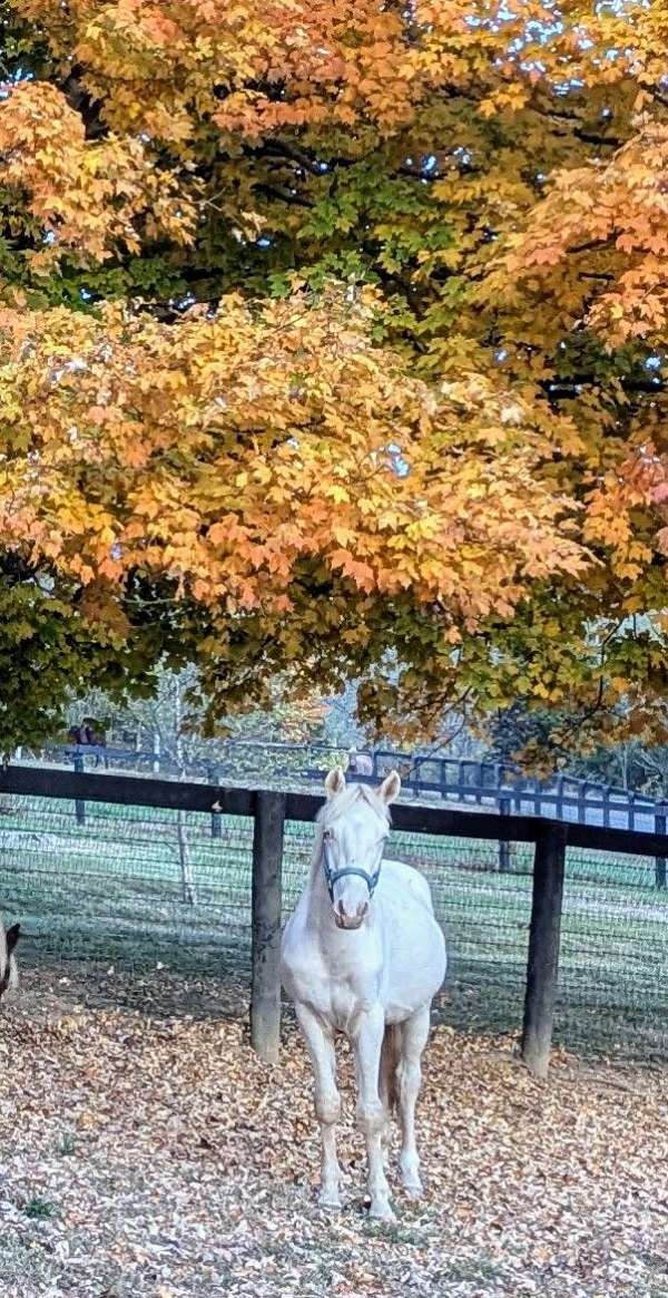 eyed-rocky-mountain-horse