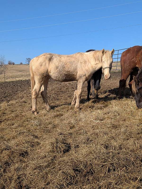 stud-colt-rocky-mountain-horse