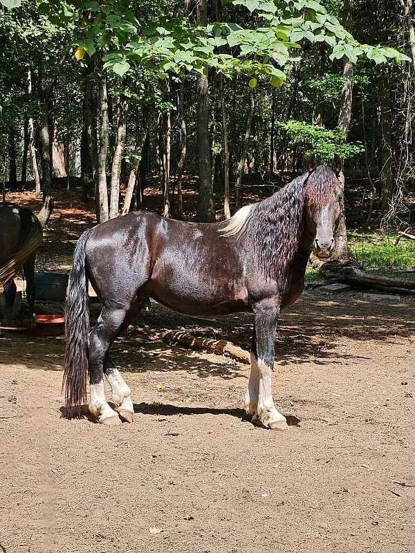 ish-friesian-horse