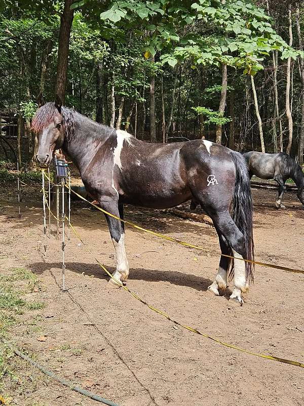 kisses-friesian-horse