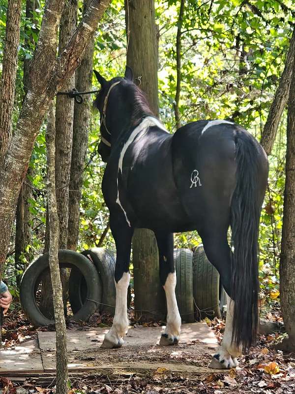 ladies-friesian-horse